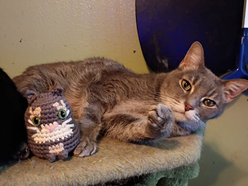 Customer photo from Emily S.: gray cat lying beside its crocheted mini version